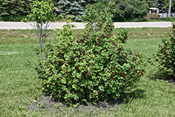 Red Lake Red Currant (Ribes rubrum 'Red Lake') at Peter Knippel Garden Centre