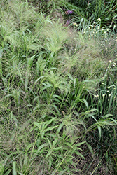 Frosted Explosion Witch Grass (Panicum capillare 'Frosted Explosion') at Lakeshore Garden Centres
