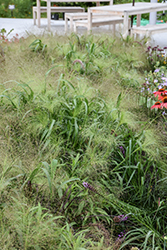 Frosted Explosion Witch Grass (Panicum capillare 'Frosted Explosion') at Lakeshore Garden Centres