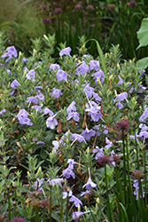 Hairy Wild Petunia (Ruellia humilis) at Peter Knippel Garden Centre