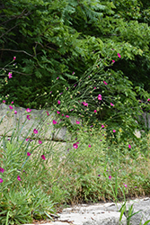 Fringed Poppy Mallow (Callirhoe digitata) at Lakeshore Garden Centres