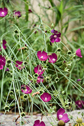 Fringed Poppy Mallow (Callirhoe digitata) at Lakeshore Garden Centres