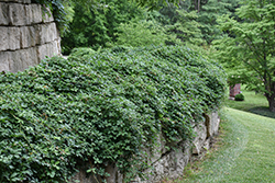 Fiveleaf Akebia (Akebia quinata) at Peter Knippel Garden Centre