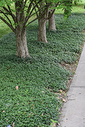 Common Periwinkle (Vinca minor) at Peter Knippel Garden Centre