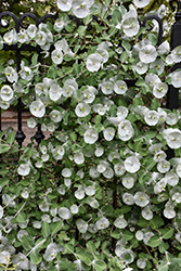 Kintzley's Ghost Honeysuckle (Lonicera reticulata 'Kintzley's Ghost') at Peter Knippel Garden Centre