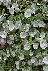 Kintzley's Ghost Honeysuckle (Lonicera reticulata 'Kintzley's Ghost') at Peter Knippel Garden Centre