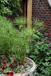 Prince Tut Egyptian Papyrus (Cyperus 'Prince Tut') at Lakeshore Garden Centres