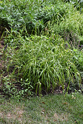 Gray's Sedge (Carex grayi) at Peter Knippel Garden Centre