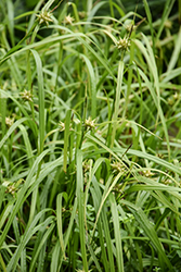 Gray's Sedge (Carex grayi) at Peter Knippel Garden Centre