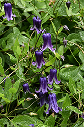 Rooguchi Clematis (Clematis 'Rooguchi') at Lakeshore Garden Centres
