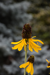 Giant Coneflower (Rudbeckia maxima) at Lakeshore Garden Centres