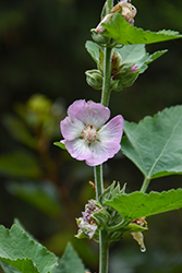 Kankakee Mallow (Iliamna remota) at Lakeshore Garden Centres