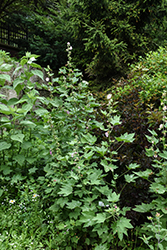 Kankakee Mallow (Iliamna remota) at Lakeshore Garden Centres