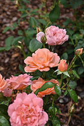 Sweet Fragrance Rose (Rosa 'Sweet Fragrance') at Lakeshore Garden Centres