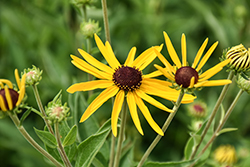 Sweet Coneflower (Rudbeckia subtomentosa) at Lakeshore Garden Centres