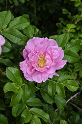 Jens Munk Rose (Rosa 'Jens Munk') at Lakeshore Garden Centres