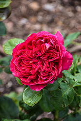 Rouge Royale Rose (Rosa 'Meikarouz') at Lakeshore Garden Centres