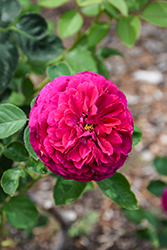 Falstaff Rose (Rosa 'Ausverse') at Lakeshore Garden Centres