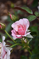 Our Lady Of Guadalupe Rose (Rosa 'JACveryp') at Lakeshore Garden Centres