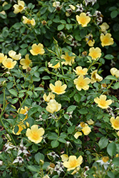 Baby Love Rose (Rosa 'Baby Love') at Lakeshore Garden Centres