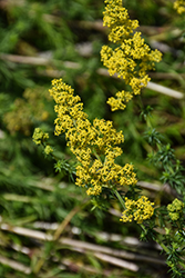 Yellow Spring Bedstraw (Galium verum) at Lakeshore Garden Centres