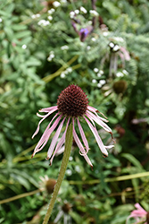 Pale Purple Coneflower (Echinacea pallida) at Peter Knippel Garden Centre