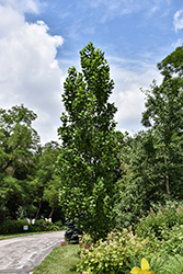 Fastigiatum Tuliptree (Liriodendron tulipifera 'Fastigiatum') at Lakeshore Garden Centres