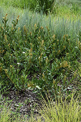 Inland New Jersey Tea (Ceanothus herbaceus) at Lakeshore Garden Centres