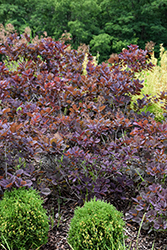 Velveteeny Purple Smokebush (Cotinus coggygria 'Cotsidh5') at Peter Knippel Garden Centre