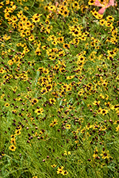 Tickseed (Coreopsis verticillata) at Lakeshore Garden Centres