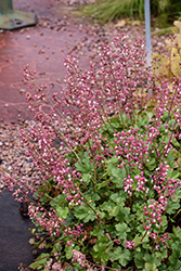 Sandia Coral Bells (Heuchera pulchella) at Lakeshore Garden Centres