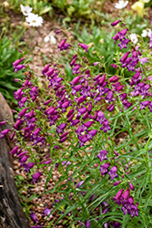 Windwalker Garnet Beard Tongue (Penstemon x mexicali 'PWIN02S') at Lakeshore Garden Centres