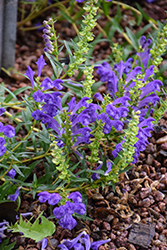 Fuji Blue Dragonhead (Dracocephalum argunense 'Fuji Blue') at Lakeshore Garden Centres