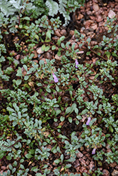 Tushar Bluemat Beard Tongue (Penstemon xylus 'Tushar') at Lakeshore Garden Centres