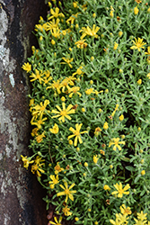 Goldhill Golden Aster (Heterotheca 'Goldhill') at Lakeshore Garden Centres