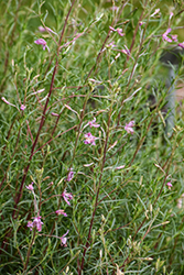 Alpine Willowherb (Epilobium fleischeri) at Lakeshore Garden Centres