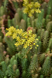 Winter Fire Sedum (Sedum rupestre 'Rice Creek') at Lakeshore Garden Centres
