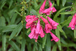 Coral Baby Beardtongue (Penstemon barbatus 'Coral Baby') at Lakeshore Garden Centres