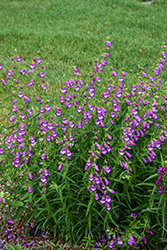 Shadow Mountain Beard Tongue (Penstemon x mexicali 'Psmyers') at Lakeshore Garden Centres