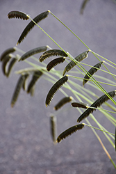 Freeda Compact Black Caterpillar Grass (Harpochloa falx 'Compact Black') at Lakeshore Garden Centres