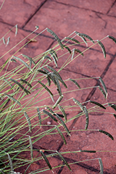 Freeda Compact Black Caterpillar Grass (Harpochloa falx 'Compact Black') at Lakeshore Garden Centres