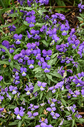Corsican Pansy (Viola corsica) at Lakeshore Garden Centres