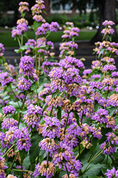 Cashmere Sage (Phlomis cashmeriana) at Lakeshore Garden Centres
