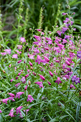 Carolyn's Hope Beard Tongue (Penstemon x mexicali 'Carolyn's Hope') at Lakeshore Garden Centres