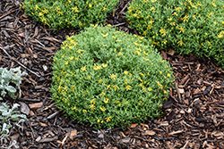 Goldhill Golden Aster (Heterotheca 'Goldhill') at Lakeshore Garden Centres