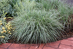Standing Ovation Bluestem (Schizachyrium scoparium 'Standing Ovation') at Peter Knippel Garden Centre