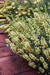 Ironwort (Sideritis syriaca) at Lakeshore Garden Centres