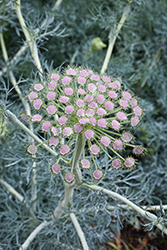 Moon Carrot (Seseli gummiferum) at Lakeshore Garden Centres