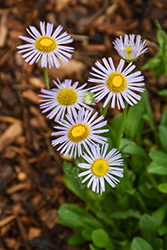Wandering Fleabane (Erigeron peregrinus) at Lakeshore Garden Centres