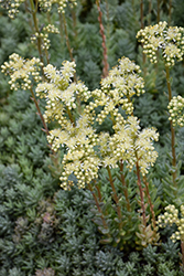 Turquoise Tails Blue Sedum (Sedum sediforme 'Turquoise Tails') at Lakeshore Garden Centres